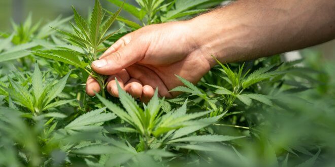 Können CBD Produkte auch bei Pigmentflecken eingesetzt werden?